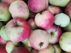 Äpfel von der Streuobstwiese; © VIELFALT e.V.