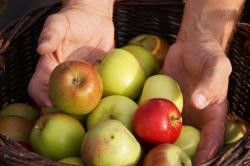 Zwei Hände halten geerntete Äpfel
