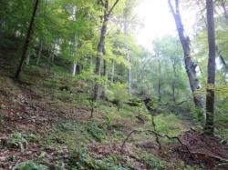 Strukturreicher Buchenwald am Albtrauf. FFH-Lebensraumtyp Waldmeister-Buchenwald am Farrenberg in Mössingen-Talheim.