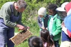 Der betreuende Lehrer und die Schüler der Bienen-AG beim Betrachten des schuleignen Bienenvolkes.