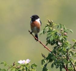 Schwarzkehlchen © Nils Anthes