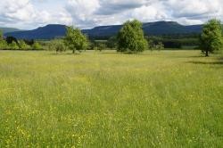 Charakteristische Wiese am Albtrauf © VIELFALT e.V.