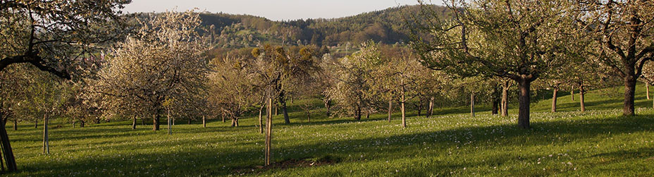 Das Bild zeigt blühende Streuobstbäume am Mössinger Panoramaweg.