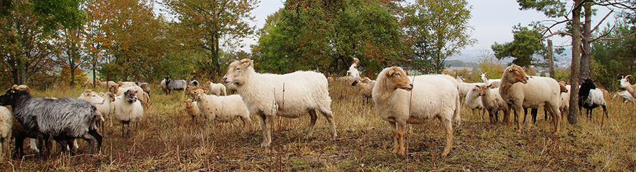 Die Kooperation mit Schäfern in der Landschaftspflege ist wichtig - durch die Beweidung mit Schafen und Ziegen können Schutzgebietsflächen und auch unwegsames Gelände gepflegt und naturschutzfachlich entwickelt werden.