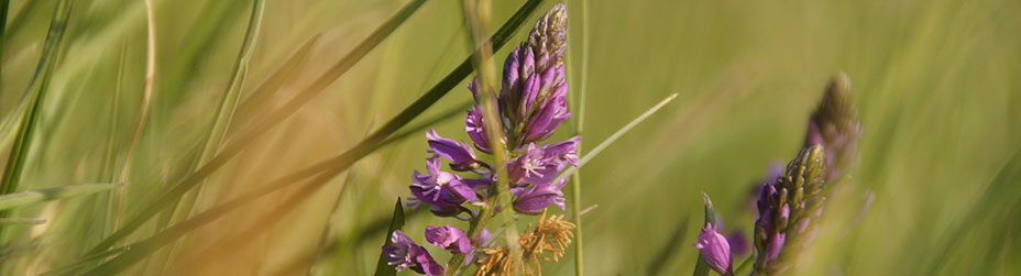 Das Bild zeigt den Blütenstand der Schopfigen Kreuzblume.